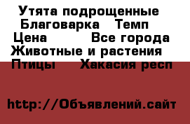 Утята подрощенные “Благоварка“,“Темп“ › Цена ­ 100 - Все города Животные и растения » Птицы   . Хакасия респ.